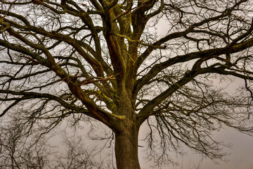 Arbre dans la grisaille de l'hiver.