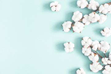 Flowers composition. Cotton flowers on pastel blue background. Flat lay, top view, copy space