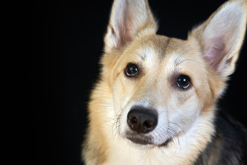 shepherd dog Detailed portrait on a black background, cute dog brown-white.