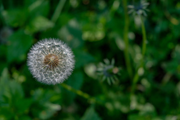 Löwenzahn Blüte von oben