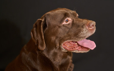 Fototapeta premium Labrador portrait of a dog on a black background.