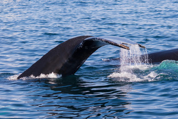 Obraz premium humpback whale diving tail 