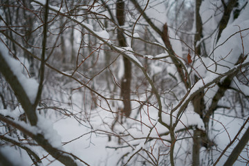 winter forest in the snow. branches covered with snow.