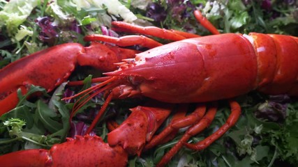 Lobster on salad, close up 
