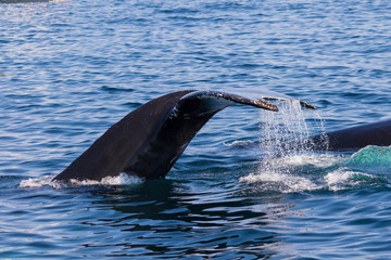 humpback whale diving tail	