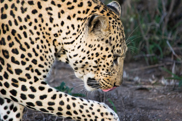 Fototapeta na wymiar Leopard Grooming