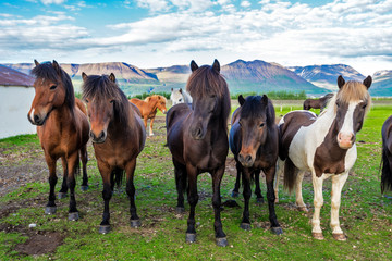 Icelandic horses in the farm  of Varmahlid village. Skagafjordur municipality in Northwestern...