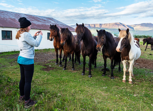 Girl is photographing Icelandic horses in the farm  of Varmahlid village.