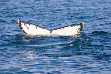 humpback whale diving tail	