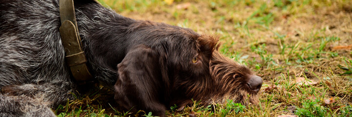 Portrait of a black dog with leash