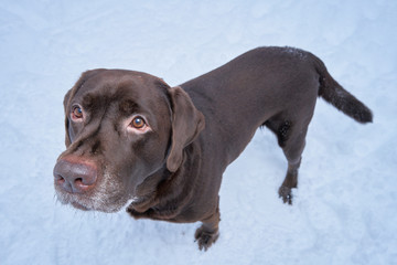 Labrador portrait in winter on the background of snow. winter walk with the dog.