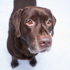 Labrador portrait in winter on the background of snow. winter walk with the dog.