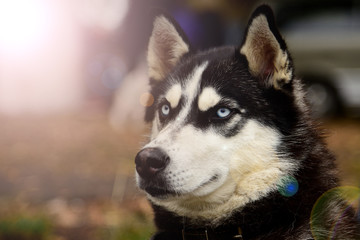 Obraz premium Portrait Husky dog with interesting eyes outdoors