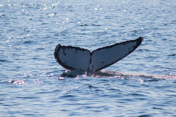 humpback whale diving tail	