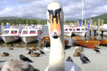 Primer plano de cisne © Ricardo Ferrando