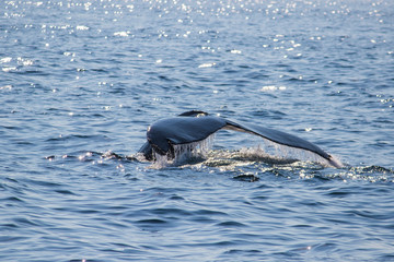 humpback whale diving tail	