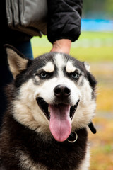 Portrait Husky dog with interesting eyes outdoors