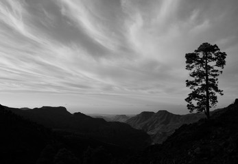 Mountain landscape with lonely pine and monochrome effect, Pilancones, Gran Canaria