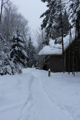 Le chalet dans la forêt