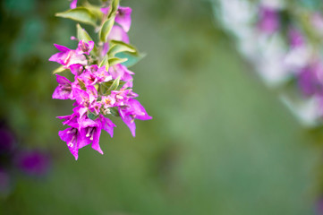 Phalaenopsis flowers bloom in spring adorn the beauty of nature. This is the most beautiful orchid decorated in the house to help people close to nature