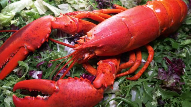 Lobster on salad, close up 