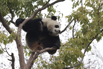 Sub Adult Panda is Having Fun on the Tree, China