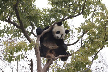 Sub Adult Panda is Having Fun on the Tree, China
