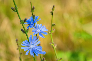 Fototapeta premium Common flowers of chicory or Cichorium intybus, commonly called blue sailors, chicory, coffee grass or Sukori, is a grassy perennial plant. Coffee substitute.