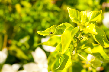 Phalaenopsis flowers bloom in spring adorn the beauty of nature. This is the most beautiful orchid decorated in the house to help people close to nature