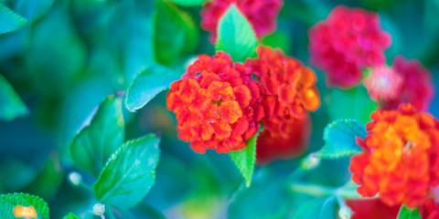 Phalaenopsis flowers bloom in spring adorn the beauty of nature. This is the most beautiful orchid decorated in the house to help people close to nature