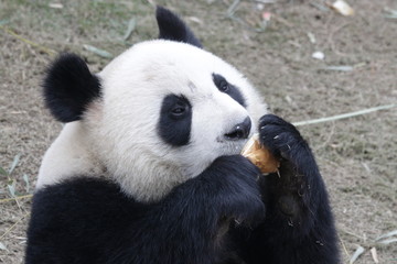 Obraz premium Close up Panda enjoys Eating Bamboo Shoot, China