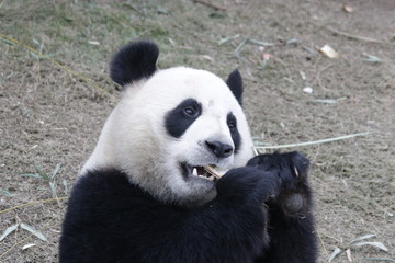 Funny Pose of Panda Cubs while Eating Bamboo Shoots