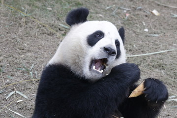Funny Pose of Panda Cubs while Eating Bamboo Shoots