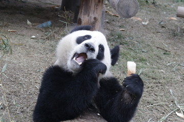 Obraz premium Funny Pose of Panda Cubs while Eating Bamboo Shoots
