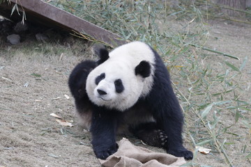 Funny Pose of Panda Cub, China