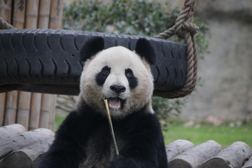 Obraz premium Funny Pose of Panda Cub, China