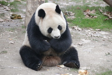 Fluffy Giant Panda Eats Bamboo Biscuit, Chengdu, China