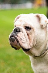Obraz premium Portrait white dog with interesting eyes outdoors