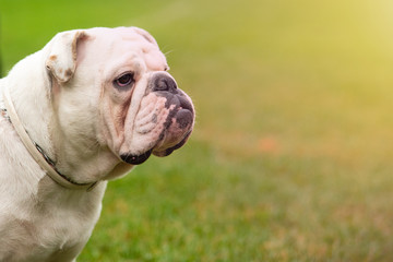 Portrait white dog with interesting eyes outdoors