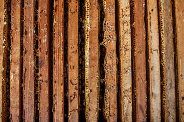 Open beehive with bees are crawling along the hive on honeycomb wooden frame. Apiculture concept