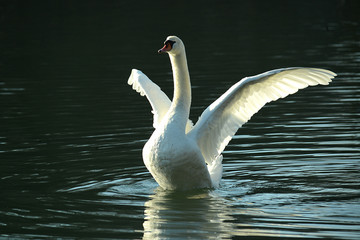 Portrait von einem Schwan
