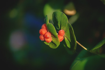 Obraz na płótnie Canvas Lonicera caprifolium, the Italian woodbine, perfoliate honeysuckle, goat-leaf honeysuckle. Inedible berries