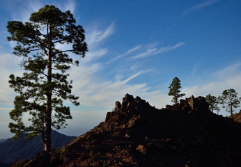 Large pine, blue sky and clouds, natural park of Pilancones, Canary Islands