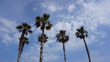 Palm trees in Tarragona, Spain, against blue sky