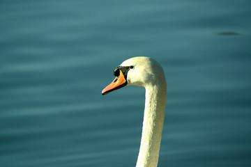 Portrait von einem Schwan
