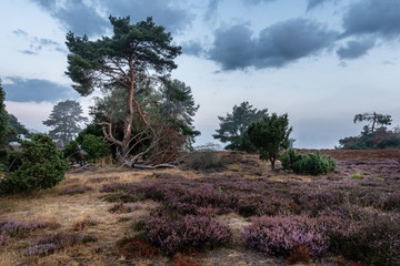 Obraz premium tree on the hill