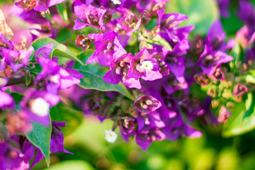 Phalaenopsis flowers bloom in spring adorn the beauty of nature. This is the most beautiful orchid decorated in the house to help people close to nature