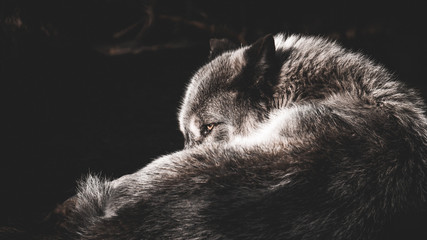 Wolf Schwarzer Hintergrund Augen © Krispien Photography
