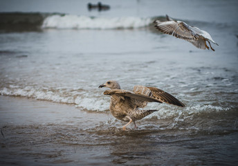 The seagulls in the Baltic sea