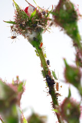 Colored aphids on the stems of a rose